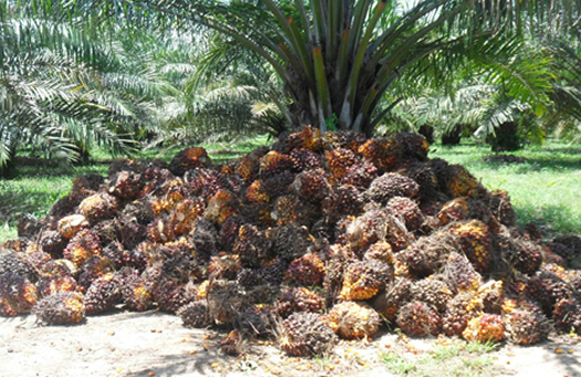 venta y cultivo de fruta